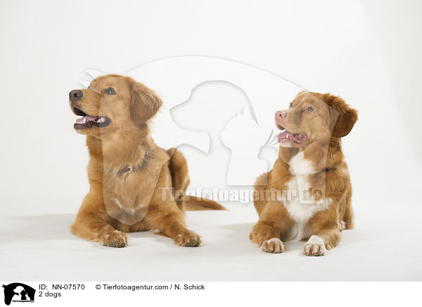 2 Hunde / 2 dogs / NN-07570