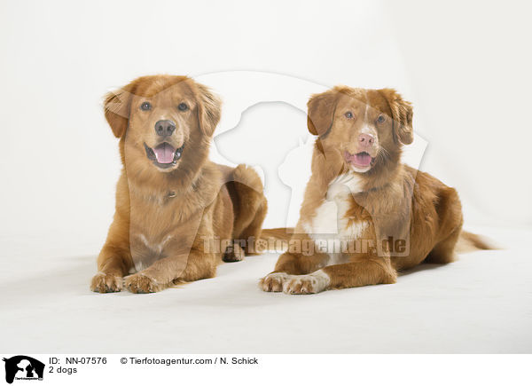2 Hunde / 2 dogs / NN-07576