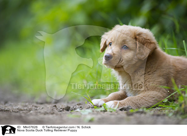 Nova Scotia Duck Tolling Retriever Welpe / Nova Scotia Duck Tolling Retriever Puppy / NN-07626
