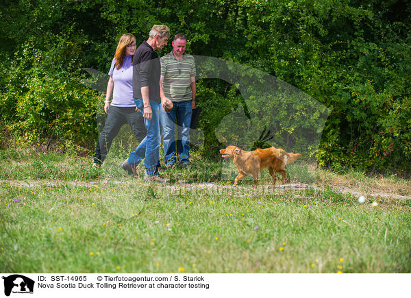 Nova Scotia Duck Tolling Retriever beim Wesenstest / Nova Scotia Duck Tolling Retriever at character testing / SST-14965