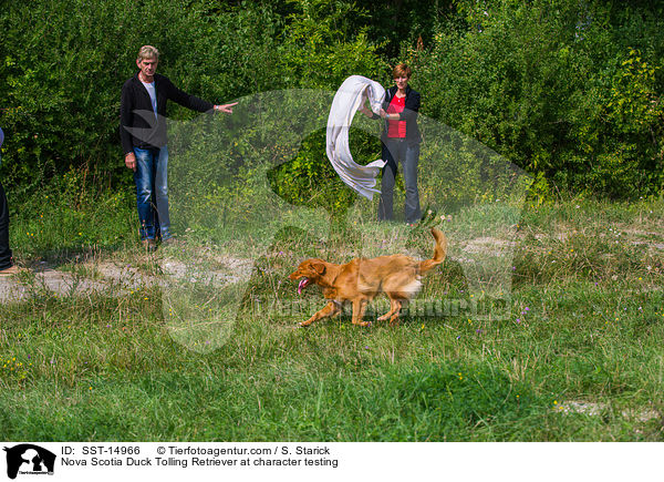 Nova Scotia Duck Tolling Retriever beim Wesenstest / Nova Scotia Duck Tolling Retriever at character testing / SST-14966