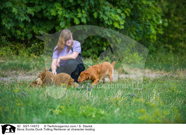 Nova Scotia Duck Tolling Retriever beim Wesenstest / Nova Scotia Duck Tolling Retriever at character testing / SST-14972