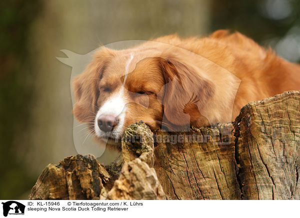 schlafender Nova Scotia Duck Tolling Retriever / sleeping Nova Scotia Duck Tolling Retriever / KL-15946