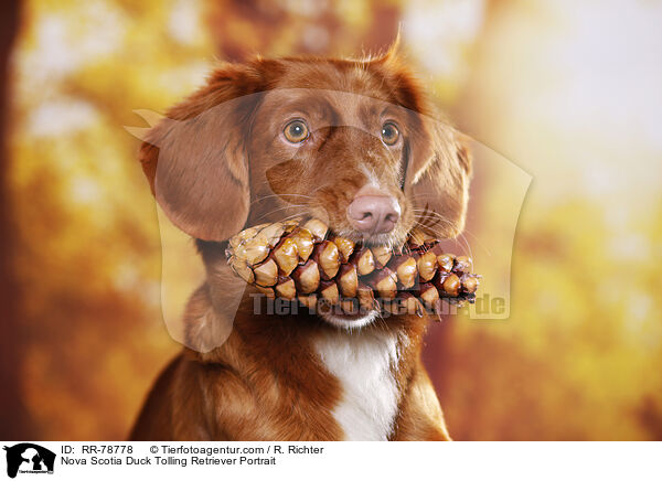 Nova Scotia Duck Tolling Retriever Portrait / Nova Scotia Duck Tolling Retriever Portrait / RR-78778