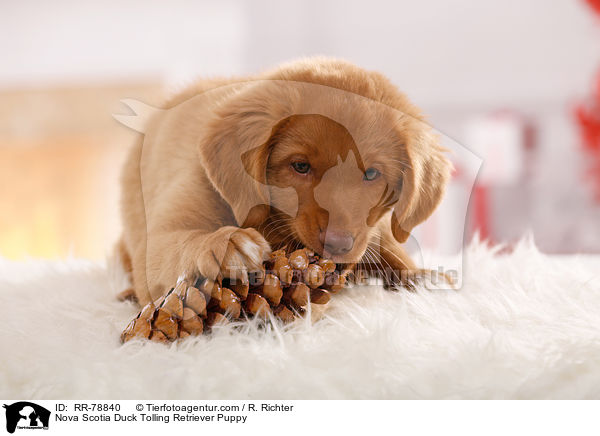Nova Scotia Duck Tolling Retriever Welpe / Nova Scotia Duck Tolling Retriever Puppy / RR-78840