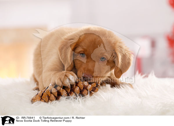 Nova Scotia Duck Tolling Retriever Welpe / Nova Scotia Duck Tolling Retriever Puppy / RR-78841