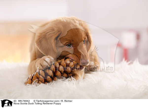 Nova Scotia Duck Tolling Retriever Welpe / Nova Scotia Duck Tolling Retriever Puppy / RR-78842