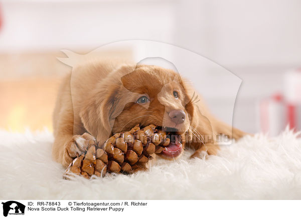 Nova Scotia Duck Tolling Retriever Welpe / Nova Scotia Duck Tolling Retriever Puppy / RR-78843