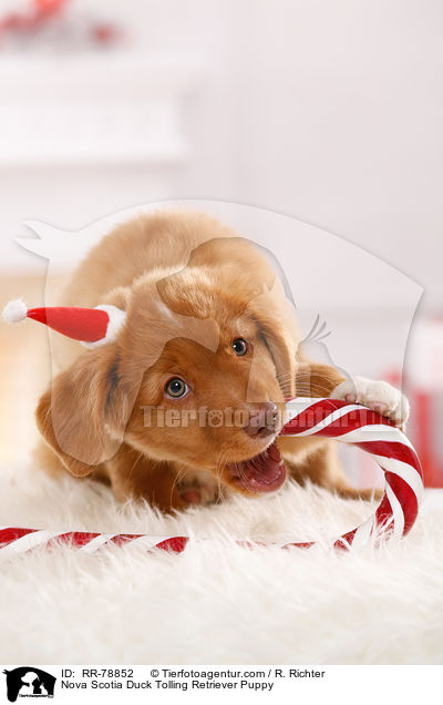 Nova Scotia Duck Tolling Retriever Welpe / Nova Scotia Duck Tolling Retriever Puppy / RR-78852