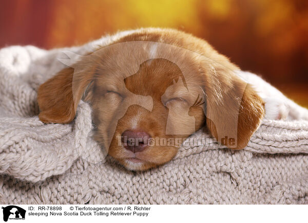 schlafender Nova Scotia Duck Tolling Retriever Welpe / sleeping Nova Scotia Duck Tolling Retriever Puppy / RR-78898