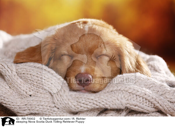 schlafender Nova Scotia Duck Tolling Retriever Welpe / sleeping Nova Scotia Duck Tolling Retriever Puppy / RR-78902