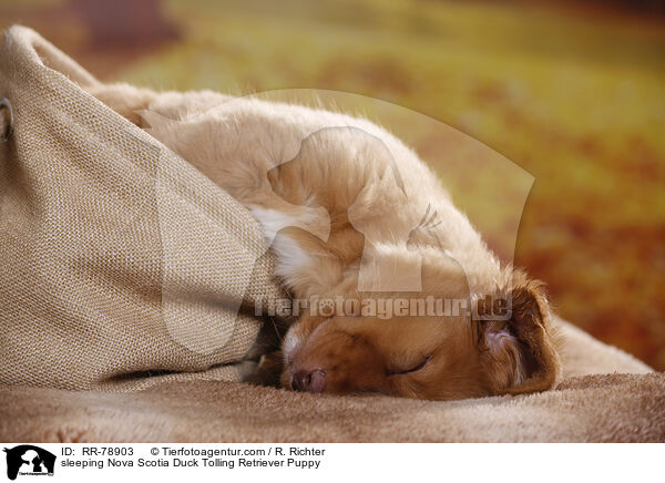 schlafender Nova Scotia Duck Tolling Retriever Welpe / sleeping Nova Scotia Duck Tolling Retriever Puppy / RR-78903
