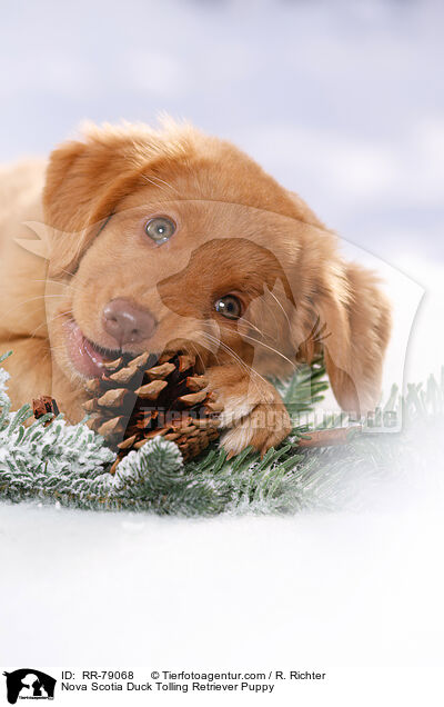 Nova Scotia Duck Tolling Retriever Welpe / Nova Scotia Duck Tolling Retriever Puppy / RR-79068