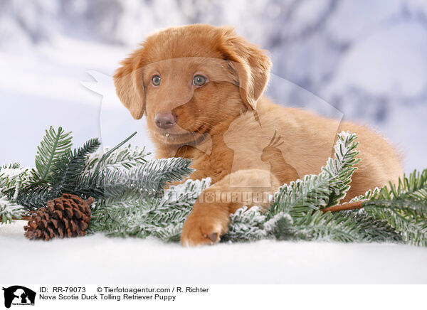 Nova Scotia Duck Tolling Retriever Welpe / Nova Scotia Duck Tolling Retriever Puppy / RR-79073