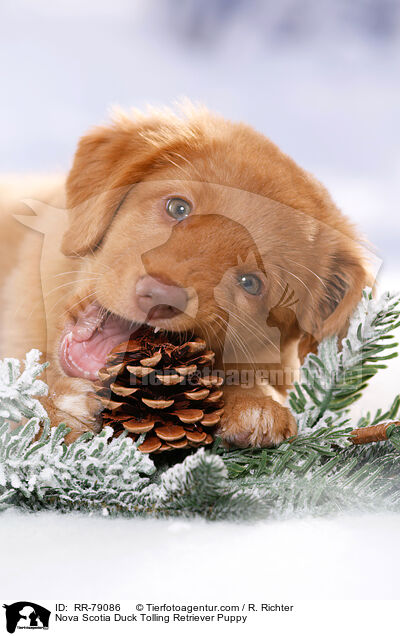 Nova Scotia Duck Tolling Retriever Welpe / Nova Scotia Duck Tolling Retriever Puppy / RR-79086
