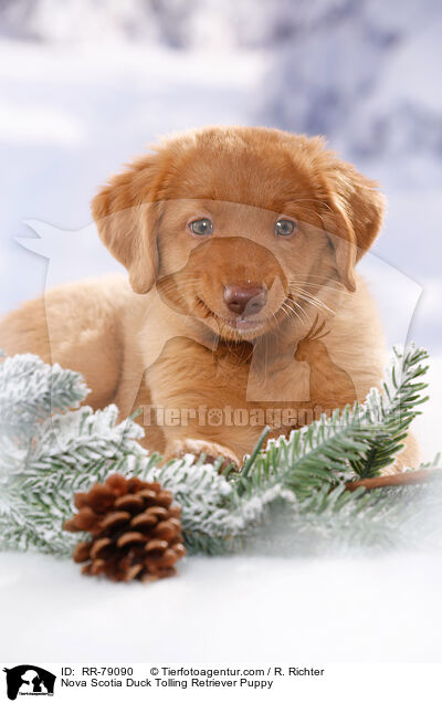 Nova Scotia Duck Tolling Retriever Welpe / Nova Scotia Duck Tolling Retriever Puppy / RR-79090