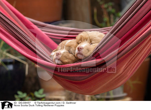 Nova Scotia Duck Tolling Retriever Welpen / Nova Scotia Duck Tolling Retriever Puppies / DG-08457