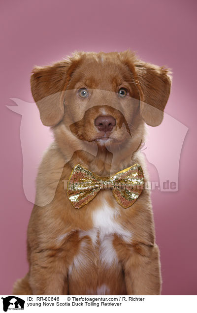 junger Nova Scotia Duck Tolling Retriever / young Nova Scotia Duck Tolling Retriever / RR-80646