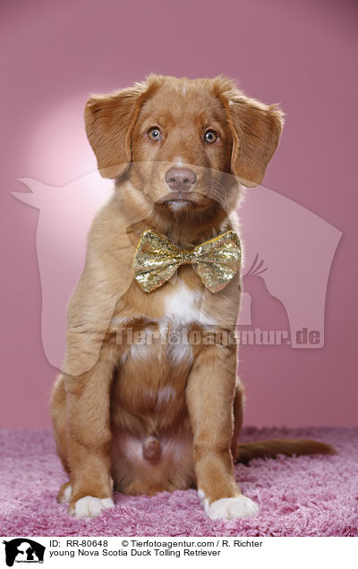 junger Nova Scotia Duck Tolling Retriever / young Nova Scotia Duck Tolling Retriever / RR-80648