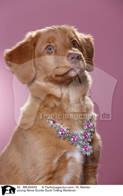 junger Nova Scotia Duck Tolling Retriever / young Nova Scotia Duck Tolling Retriever / RR-80650