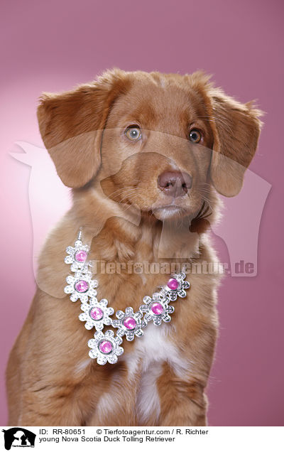 junger Nova Scotia Duck Tolling Retriever / young Nova Scotia Duck Tolling Retriever / RR-80651