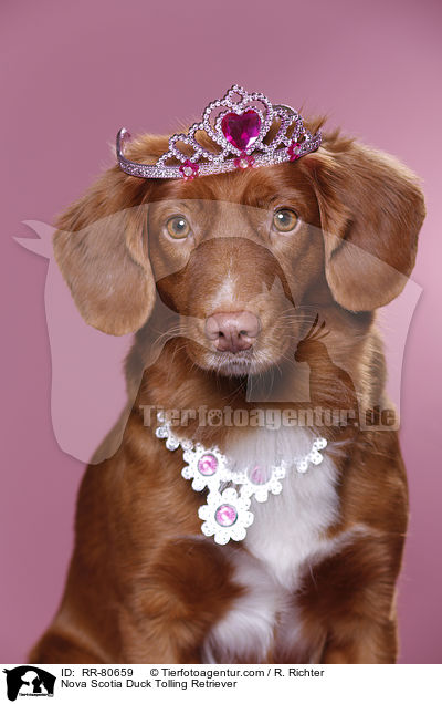 Toller Hndin / Nova Scotia Duck Tolling Retriever / RR-80659