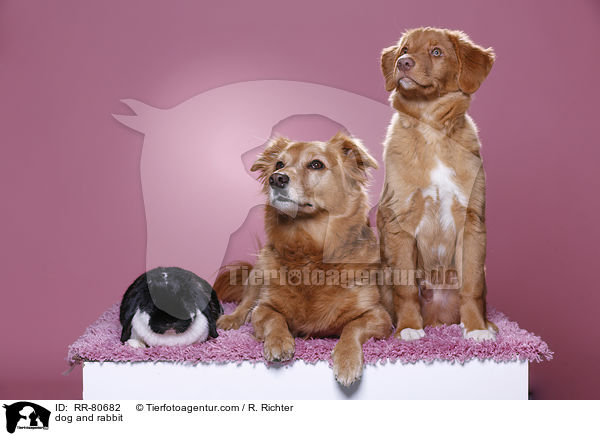 dog and rabbit / RR-80682