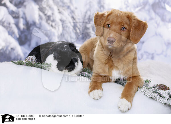 dog and rabbit / RR-80689