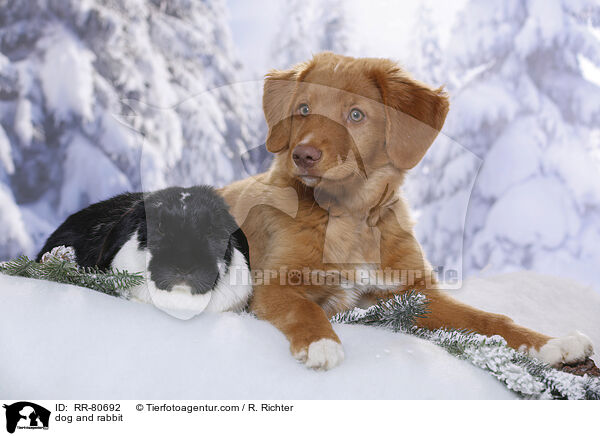 Hund und Kaninchen / dog and rabbit / RR-80692