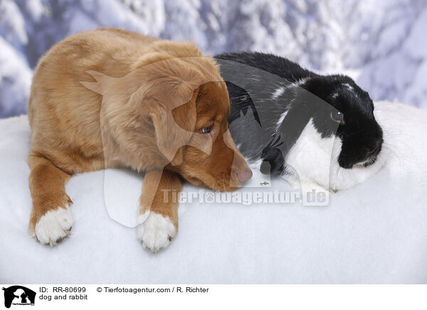 dog and rabbit / RR-80699