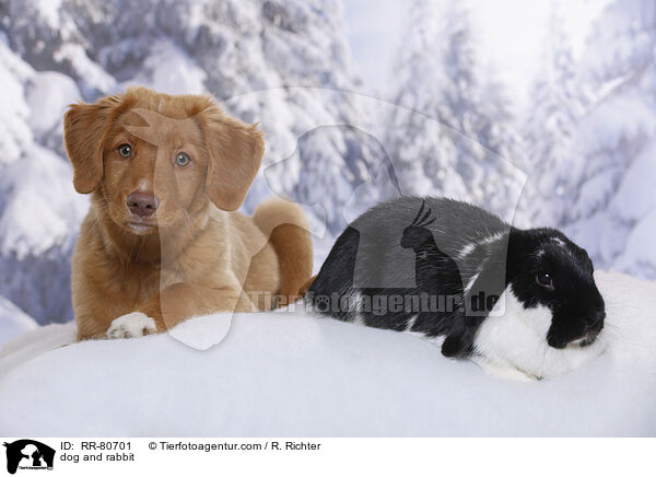 Hund und Kaninchen / dog and rabbit / RR-80701