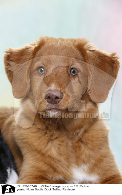 junger Nova Scotia Duck Tolling Retriever / young Nova Scotia Duck Tolling Retriever / RR-80746