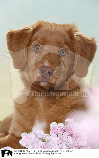 junger Nova Scotia Duck Tolling Retriever / young Nova Scotia Duck Tolling Retriever / RR-80755