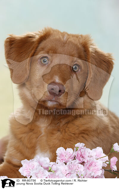 junger Nova Scotia Duck Tolling Retriever / young Nova Scotia Duck Tolling Retriever / RR-80756