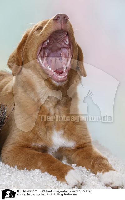 junger Nova Scotia Duck Tolling Retriever / young Nova Scotia Duck Tolling Retriever / RR-80771