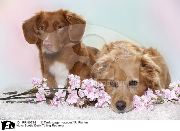 Nova Scotia Duck Tolling Retriever / Nova Scotia Duck Tolling Retriever / RR-80784