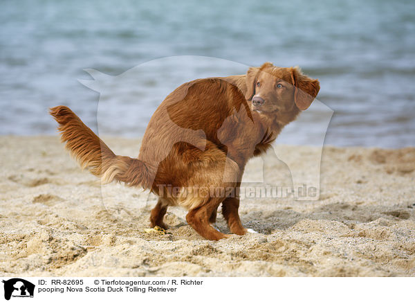 kackender Nova Scotia Duck Tolling Retriever / pooping Nova Scotia Duck Tolling Retriever / RR-82695