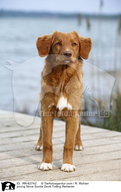 junger Nova Scotia Duck Tolling Retriever / young Nova Scotia Duck Tolling Retriever / RR-82742