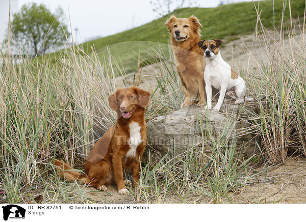 3 Hunde / 3 dogs / RR-82791