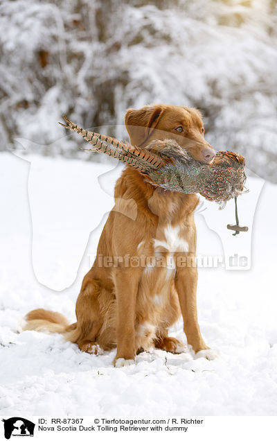 Nova Scotia Duck Tolling Retriever mit Dummy / Nova Scotia Duck Tolling Retriever with dummy / RR-87367