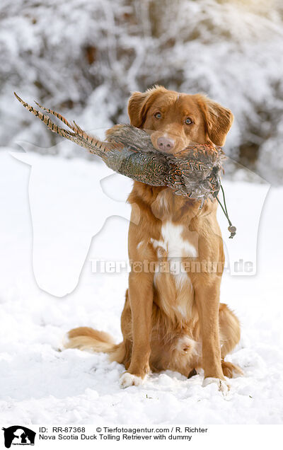 Nova Scotia Duck Tolling Retriever mit Dummy / Nova Scotia Duck Tolling Retriever with dummy / RR-87368