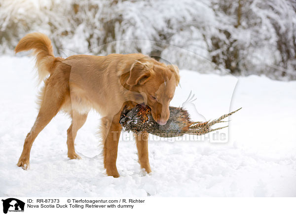 Nova Scotia Duck Tolling Retriever mit Dummy / Nova Scotia Duck Tolling Retriever with dummy / RR-87373