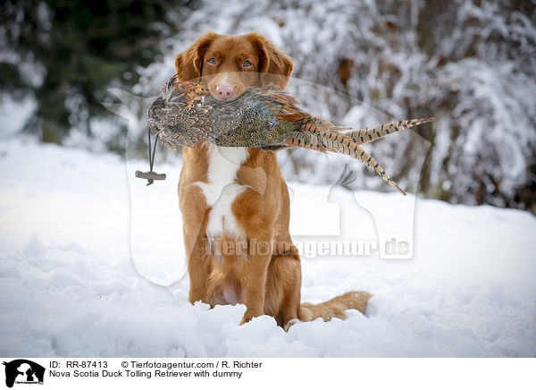 Nova Scotia Duck Tolling Retriever mit Dummy / Nova Scotia Duck Tolling Retriever with dummy / RR-87413