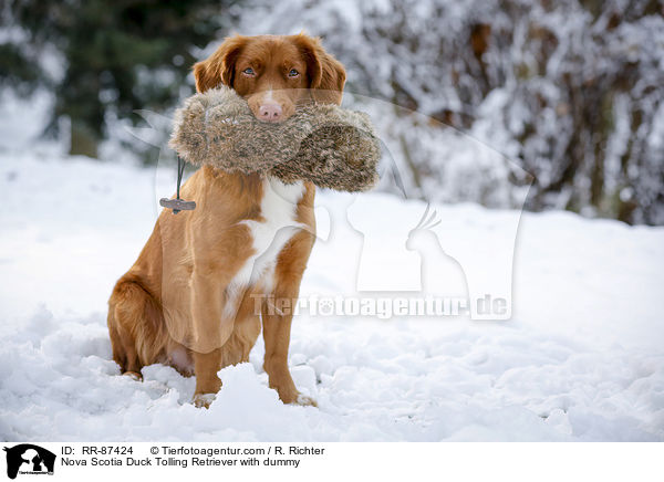 Nova Scotia Duck Tolling Retriever mit Dummy / Nova Scotia Duck Tolling Retriever with dummy / RR-87424