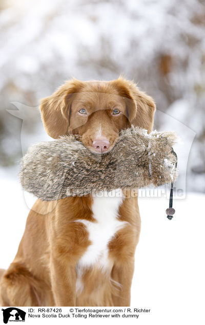 Nova Scotia Duck Tolling Retriever mit Dummy / Nova Scotia Duck Tolling Retriever with dummy / RR-87426