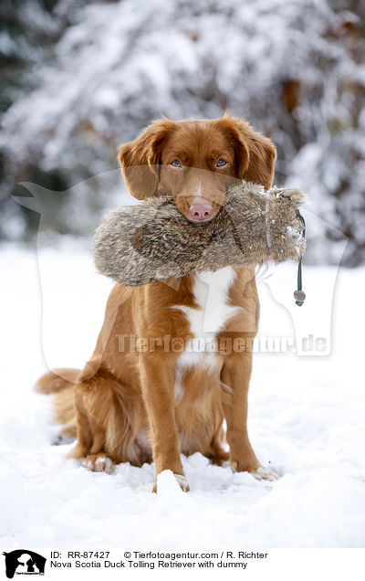 Nova Scotia Duck Tolling Retriever mit Dummy / Nova Scotia Duck Tolling Retriever with dummy / RR-87427