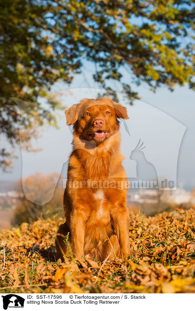 sitzender Nova Scotia Duck Tolling Retriever / sitting Nova Scotia Duck Tolling Retriever / SST-17596
