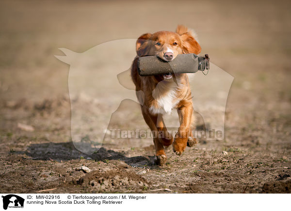 rennender Nova Scotia Duck Tolling Retriever / running Nova Scotia Duck Tolling Retriever / MW-02916