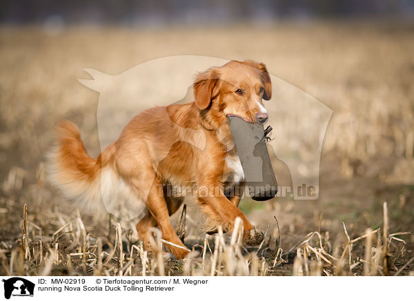 rennender Nova Scotia Duck Tolling Retriever / running Nova Scotia Duck Tolling Retriever / MW-02919