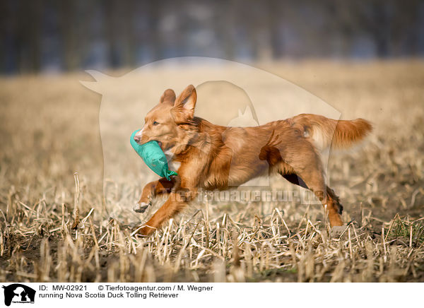 rennender Nova Scotia Duck Tolling Retriever / running Nova Scotia Duck Tolling Retriever / MW-02921
